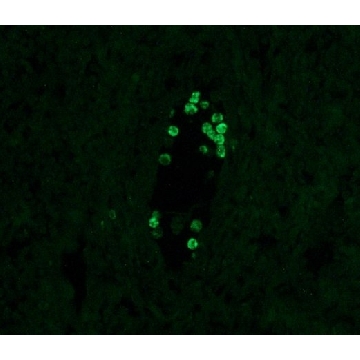 抗人体 IgG4− 小鼠单克隆 FITC 抗体 小鼠抗，0.5ML，F9890-.5ML，Sigma