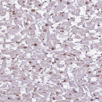 Anti-ZGLP1 antibody produced in rabbit，100UL，HPA049855-100UL，Sigma