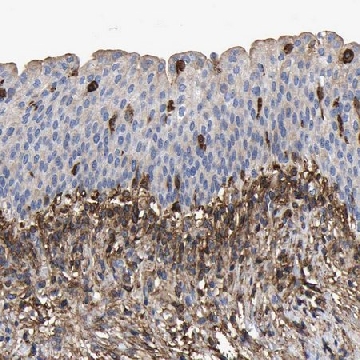 Anti-LIF antibody produced in rabbit，100UL，HPA018844-100UL，Sigma
