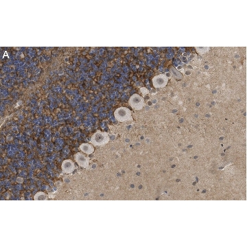 Anti-GABA Transporter-3 Antibody, clone 4E14 ZooMAb® Rabbit Monoclonal，25UL，ZRB1070-25UL，Sigma