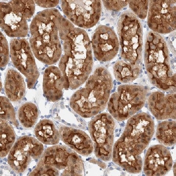 Anti-METRNL antibody produced in rabbit，100UL，HPA023792-100UL，Sigma