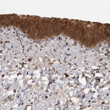 Anti-MICU3 antibody produced in rabbit，100UL，HPA024771-100UL，Sigma