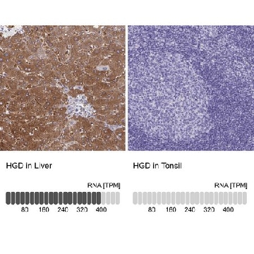 Anti-HGD antibody produced in rabbit，100UL，HPA052359-100UL，Sigma