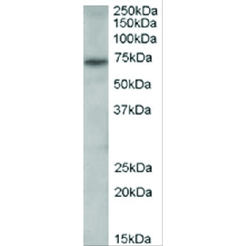Anti-PAD4/PADI4 antibody produced in goat，100UG，SAB2500739-100UG，Sigma