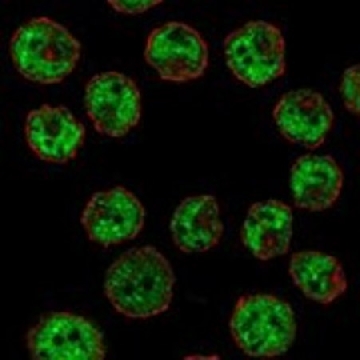 Anti-CIITA antibody produced in rabbit，100UL，HPA054757-100UL，Sigma