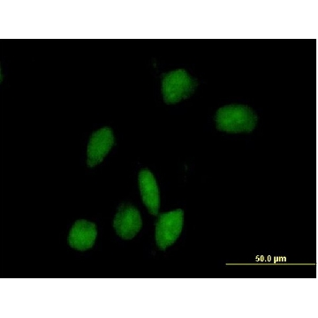 Anti-ARHGAP9 antibody produced in mouse，50UG，SAB1407874-50UG，Sigma