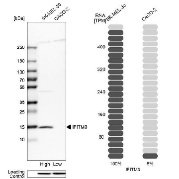 Anti-IFITM3 antibody produced in rabbit，100UL，HPA004337-100UL，Sigma