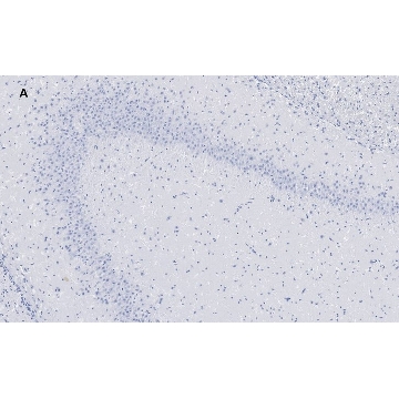 Anti-GluR2 Antibody, clone 1K4, ZooMAb® Rabbit Monoclonal，25UL，ZRB1008-25UL，Sigma