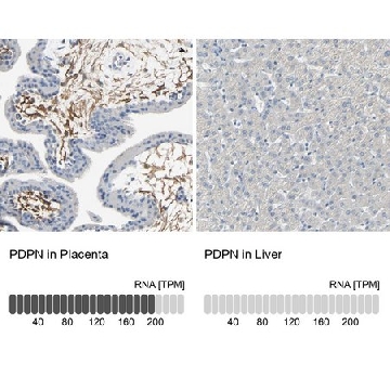 Anti-PDPN antibody produced in rabbit，100UL，HPA007534-100UL，Sigma