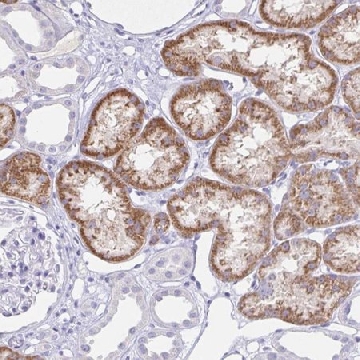 Anti-RPL36A antibody produced in rabbit，100UL，HPA063979-100UL，Sigma