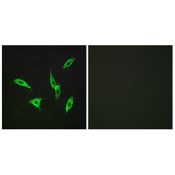 Anti-ADORA2B antibody produced in rabbit，100UG，SAB4500429-100UG，Sigma