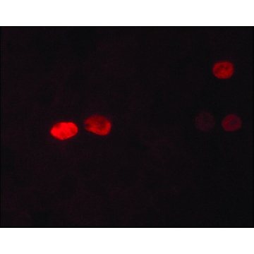 Monoclonal Anti-Nanog 小鼠抗，200UL，N3038-200UL，Sigma