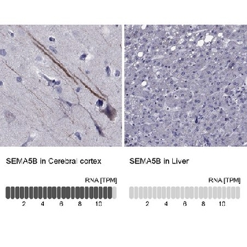 Anti-SEMA5B antibody produced in rabbit，100UL，HPA066548-100UL，Sigma