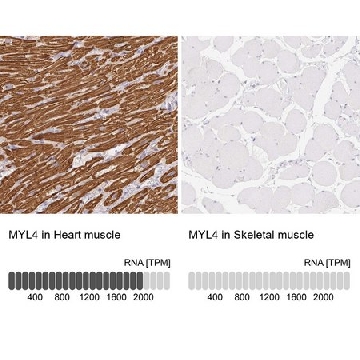 Anti-MYL4 antibody produced in rabbit，100UL，HPA051884-100UL，Sigma