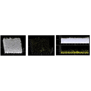 Anti-Z-DNA Antibody, clone Z22 ZooMAb® Mouse Monoclonal，4X25UL，ZMS1185-4X25UL，Sigma