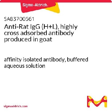 Anti-Rat IgG (H+L), highly cross adsorbed antibody produced in goat，1MG，SAB3700561-1MG，Sigma