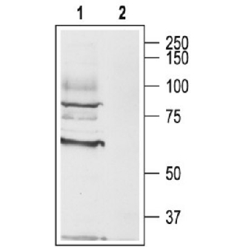 Anti-Muscarinic Acetylcholine Receptor (M₃) antibody produced in rabbit，200UL，M0194-200UL，Sigma