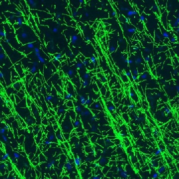 Monoclonal Anti-MBP antibody produced in mouse，100UL，AMAB91064-100UL，Sigma