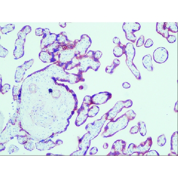 Anti-Cytokeratin, pan antibody, Mouse monoclonal，200UL，C5992-200UL，Sigma