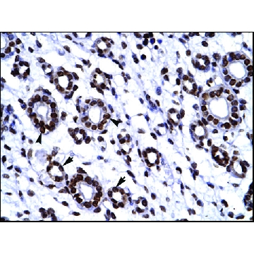 Anti-HES1，100UL，SAB2108472-100UL，Sigma
