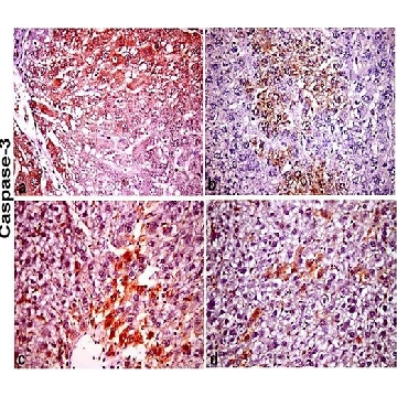 抗  小鼠 IgG（全分子） 兔抗，2ML，M7023-2ML，Sigma
