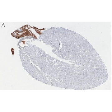 Anti-Sarcolipin Antibody, clone 1E10 ZooMAb® Rabbit Monoclonal，25UL，ZRB2009-25UL，Sigma