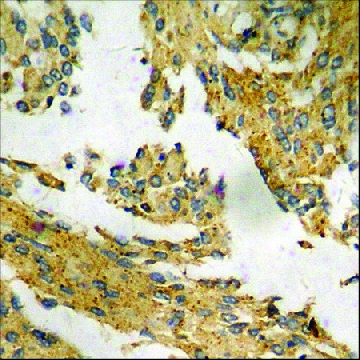 Anti-phospho-p21 Cip1 (pThr¹⁴⁵) antibody produced in rabbit，100UG，SAB4504494-100UG，Sigma