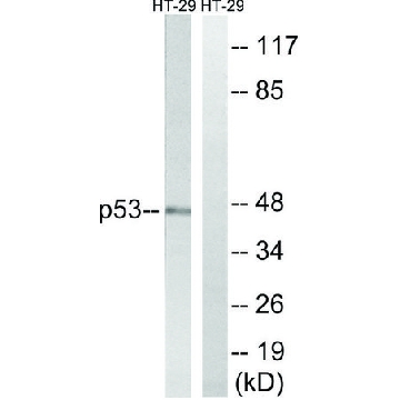 Anti-p53 antibody produced in rabbit，100UG，SAB4503011-100UG，Sigma