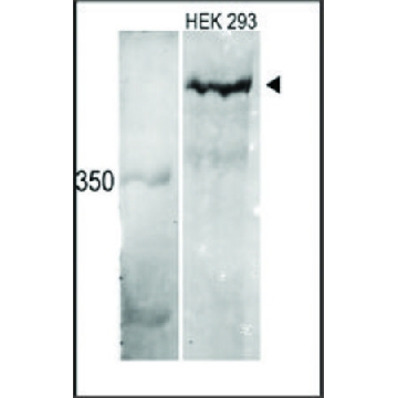Anti-MLL3 (C-term) antibody produced in rabbit，100UG，SAB1300082-100UG，Sigma