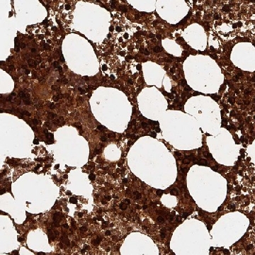 Anti-DEFA1 antibody produced in rabbit，100UL，HPA052517-100UL，Sigma