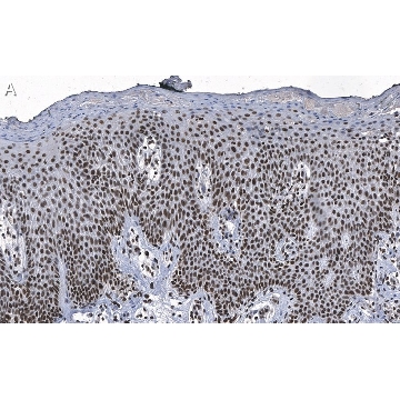 抗-DNA-RNA 杂交抗体，克隆 S9.6，ZooMAb®小鼠单克隆抗体，4X25UL，ZMS1017-4X25UL，Sigma