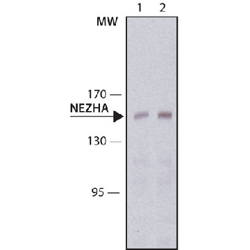 Anti-NEZHA antibody, Mouse monoclonal，200UL，SAB4200415-200UL，Sigma