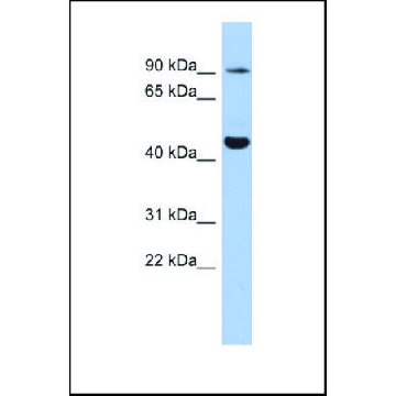 Anti-KCNH2 antibody produced in rabbit，100UL，SAB2104244-100UL，Sigma