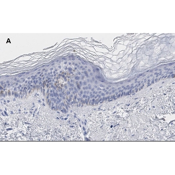 Anti-phos-AMPKα (Thr172) Antibody, clone 5J23 , ZooMAb® Rabbit Monoclonal，25UL，ZRB1213-25UL，Sigma