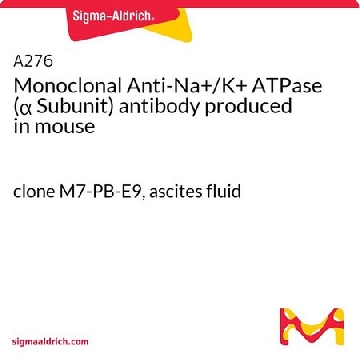 单克隆抗-Na⁺/K⁺ ATPase（α亚基） 小鼠抗，400UL，A276-400UL，Sigma