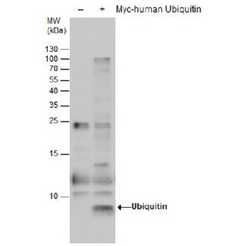 Monoclonal Anti-Ubiquitin antibody produced in mouse，100UL，SAB2702288-100UL，Sigma
