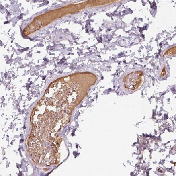 Anti-APOA1 antibody produced in rabbit，100UL，HPA046715-100UL，Sigma