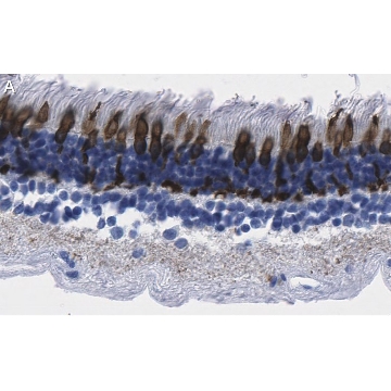 Anti-Red/Green Opsin Antibody, clone 1D2 ZooMAb® Rabbit Monoclonal，25UL，ZRB1265-25UL，Sigma