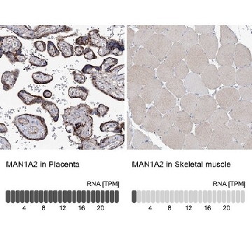 Anti-MAN1A2 antibody produced in rabbit，100UL，HPA034559-100UL，Sigma