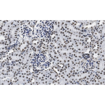 Anti-DNA G-quadruplex (G4) Antibody, clone 1H6 ZooMAb® Mouse Monoclonal，4X25UL，ZMS1070-4X25UL，Sigma