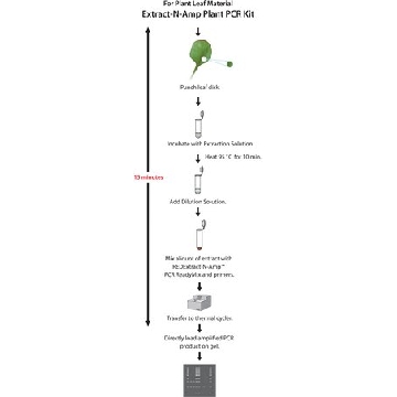 REDExtract-N-Amp™植物PCR试剂盒，1KIT，XNAPS-1KT，Sigma