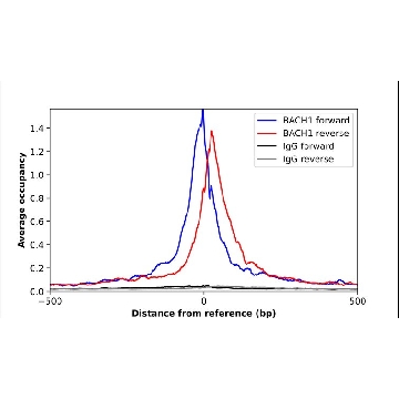 Anti-BACH1 antibody produced in rabbit，100UL，HPA034949-100UL，Sigma