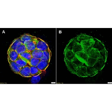 Anti-MYH14/Myosin-14 Antibody, clone 2B4 ZooMAb® Rabbit Monoclonal，254G，ZRB3015-25UL，Sigma