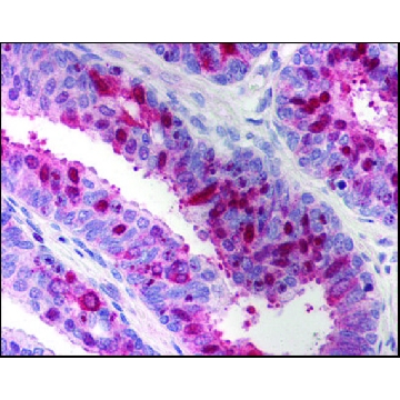 Anti-XAF1 antibody produced in rabbit，50UG，SAB2900401-50UG，Sigma