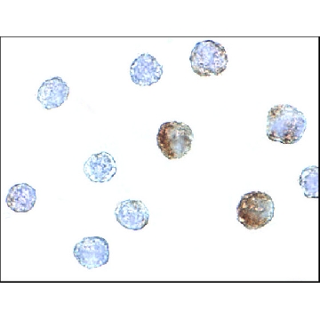 Anti-ST3GAL6 antibody produced in rabbit，100UG，SAB3500045-100UG，Sigma
