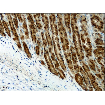 Anti-Destrin/ADF (GV-13) antibody produced in rabbit，200UL，D8815-200UL，Sigma
