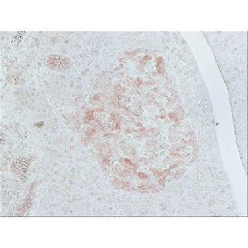 Anti-Glutamic Acid Decarboxylase 65 (514-530) antibody produced in rabbit，0.2ML，G4913-.2ML，Sigma