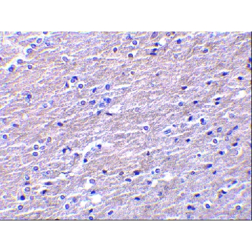 Anti-Clusterin antibody produced in rabbit，100UG，SAB3500199-100UG，Sigma