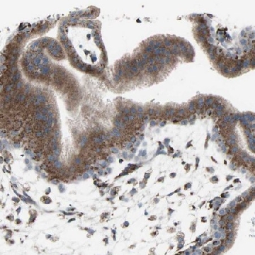 Anti-GLG1 antibody produced in rabbit，100UL，HPA010815-100UL，Sigma