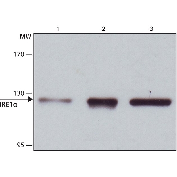 Anti-IRE1α antibody produced in rabbit，200UL，I6785-200UL，Sigma